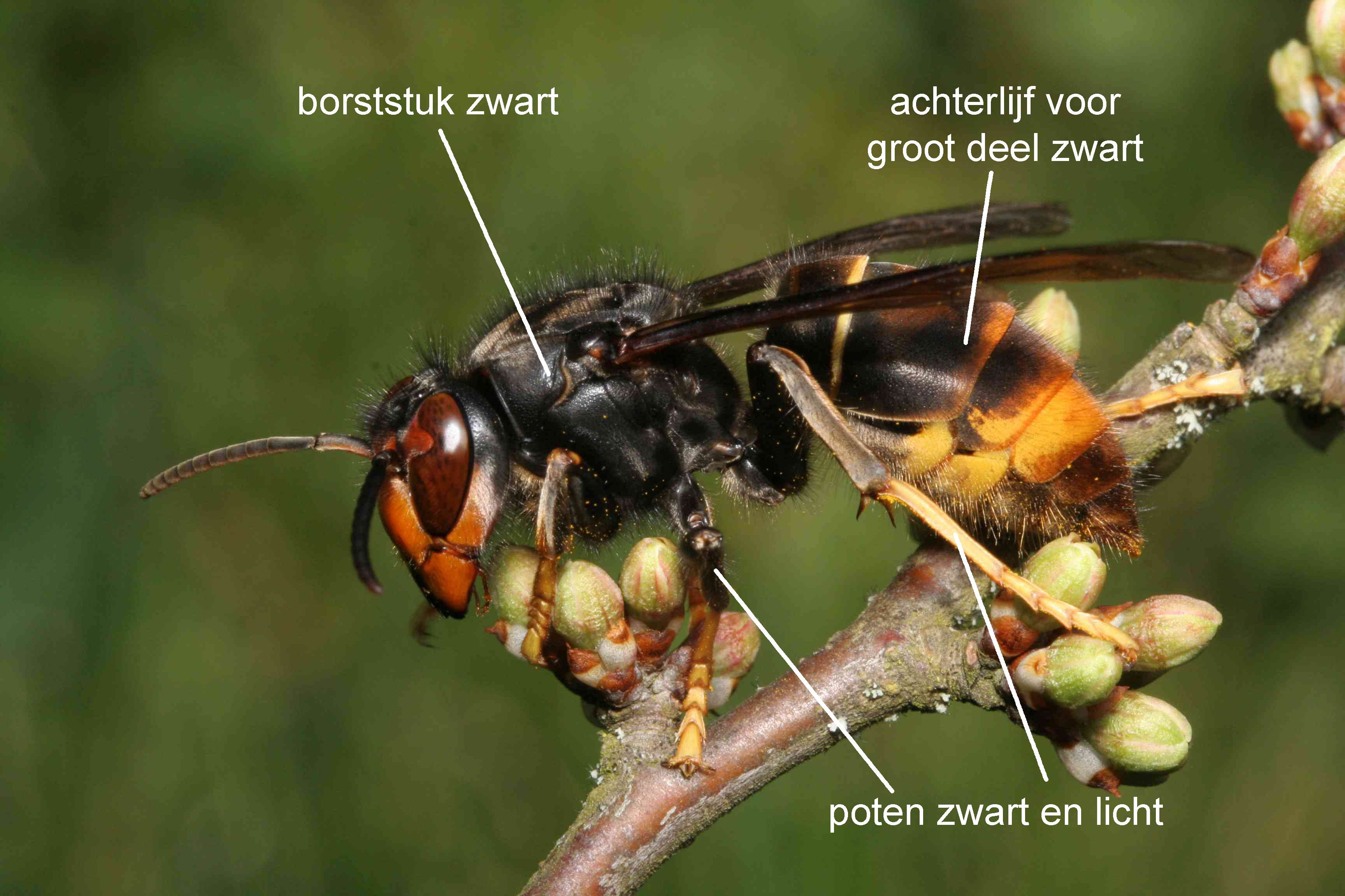 Aziatische hoornaar met de belangrijkste kenmerken aangegeven Foto Jean Haxaire