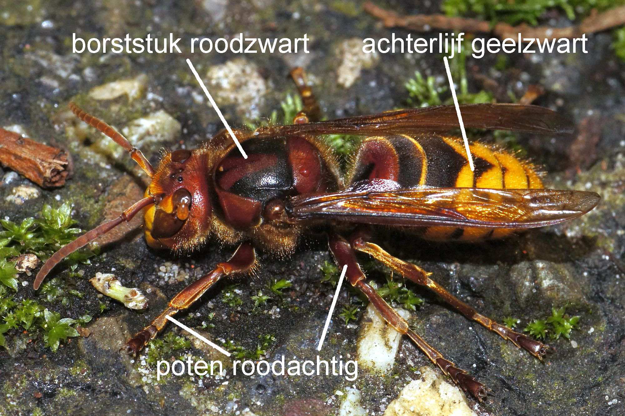 Europese hoornaar met de belangrijkste kenmerken aangegeven Foto Hans Jonkman